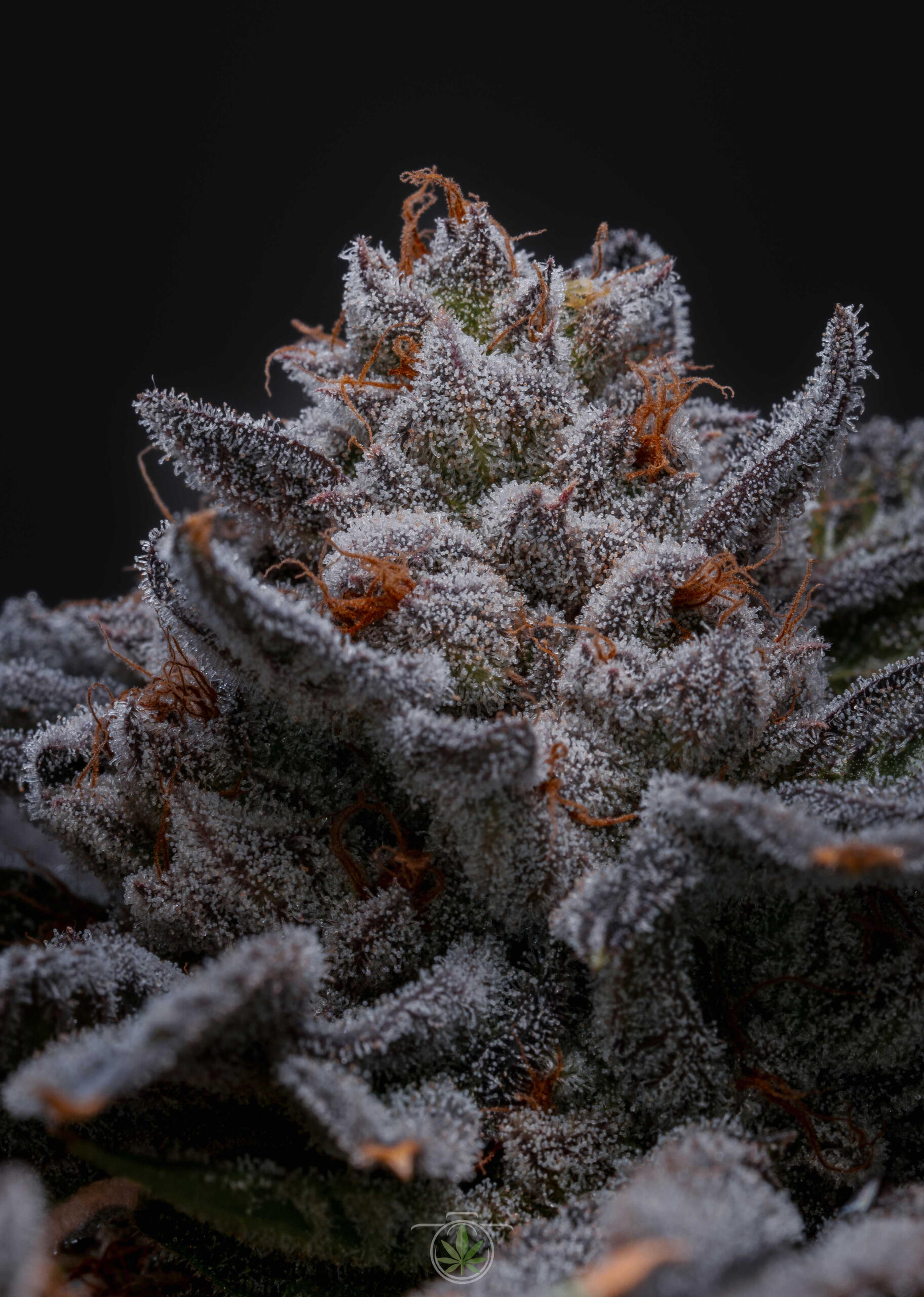 Fotografia macro Tricomas de flor de cannabis en maduración captados con lente macro.